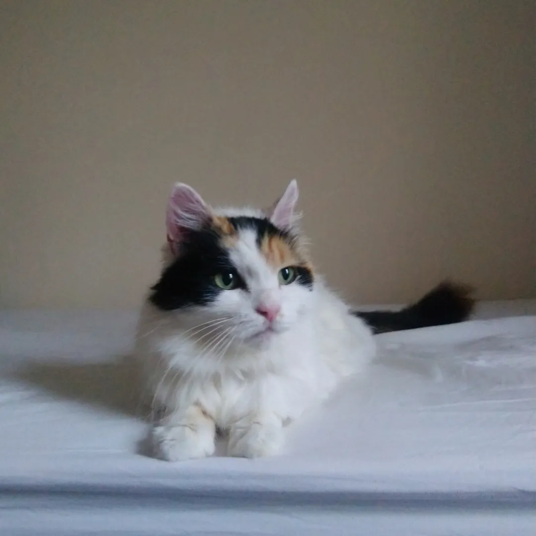Cat sat down