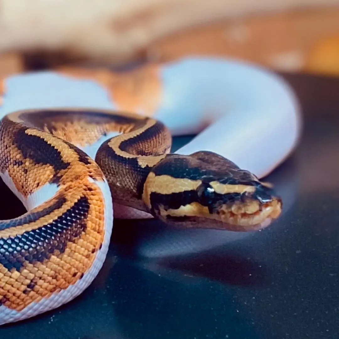 Snake