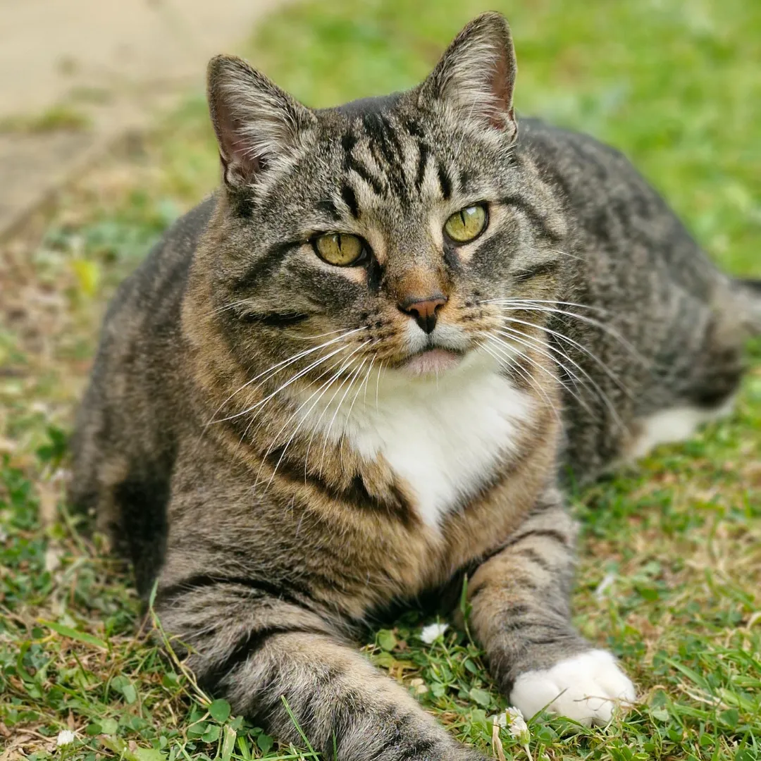 Cat on grass