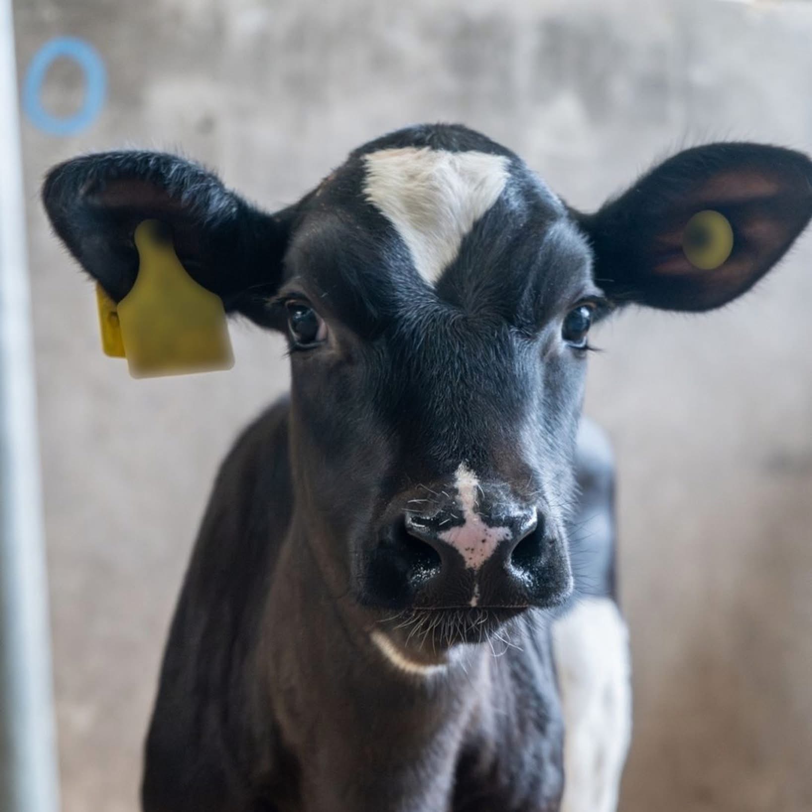 Damory Vets - Cow